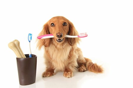 The Smile Solution: Unveiling the Benefits of Brushing Your Dog’s Teeth