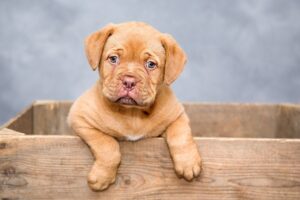 The Importance of Crate Training Your Dog