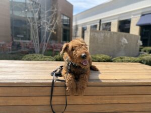 The Importance of Starting Puppy Training as Soon as You Get Home
