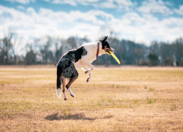 🐾 3 Dog-Friendly Spots in Louisville, KY That You & Your Pup Will Love