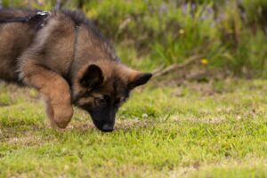 Scent Work and Dogs Unlocking the Power of Their Noses