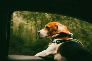 Holiday Travel With Dogs Training Tips for a Stress-Free Trip