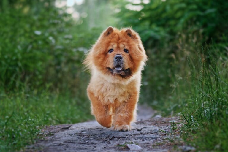 From Puppy to Teen: A Practical Transition Plan for Raising a Confident, Well-Behaved Dog