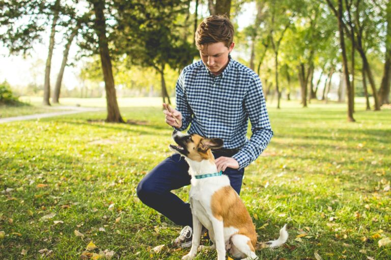 Why Consistency Matters More Than Commands in Dog Training